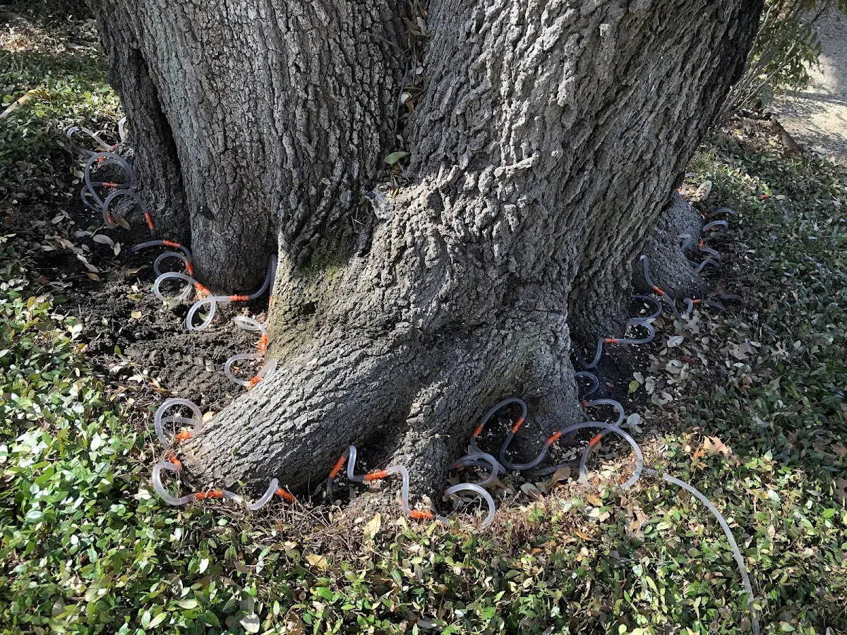 Detailed Tree Cabling and Bracing job site in Iron River