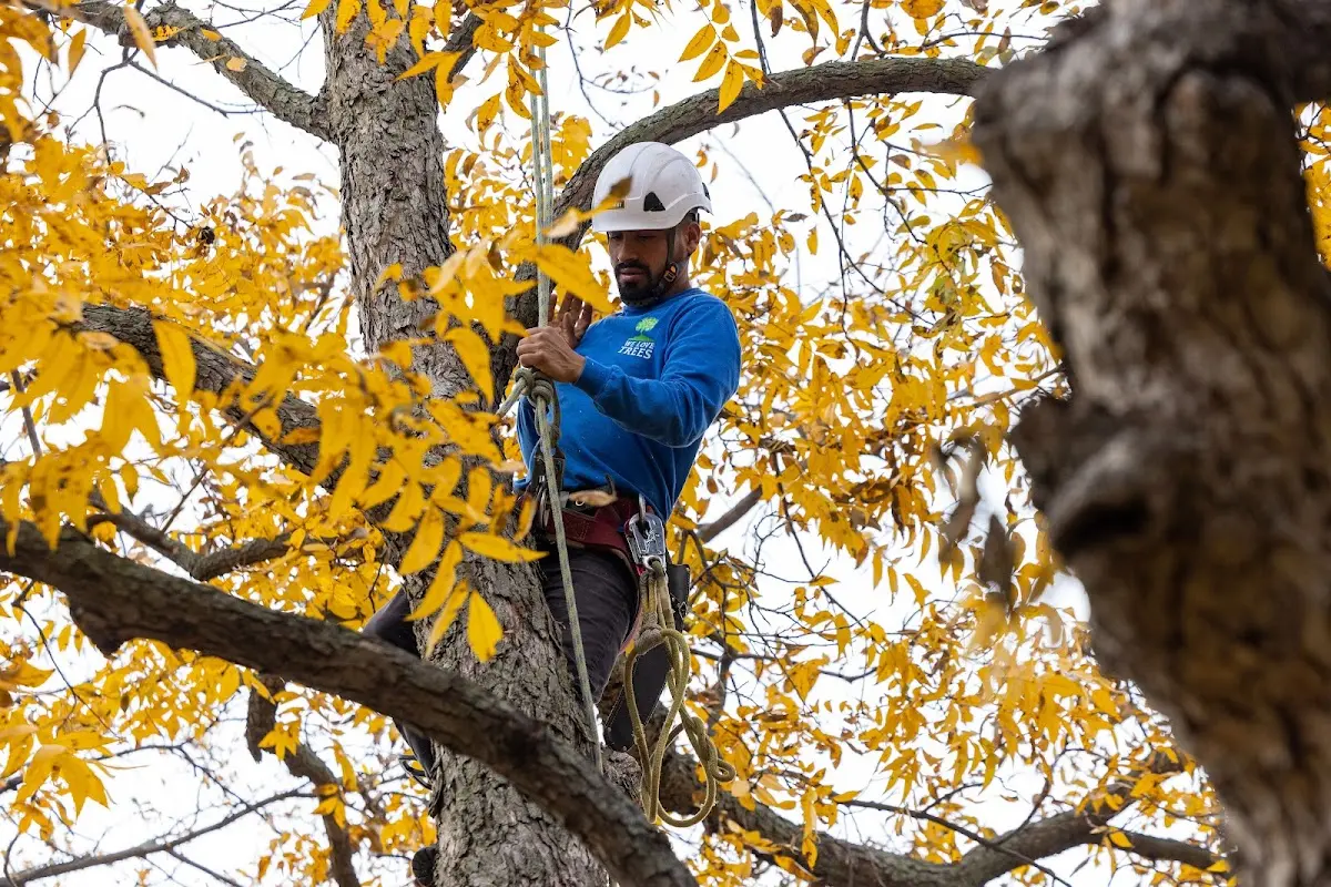 Skilled Dead Tree Removal crew working in Iron River